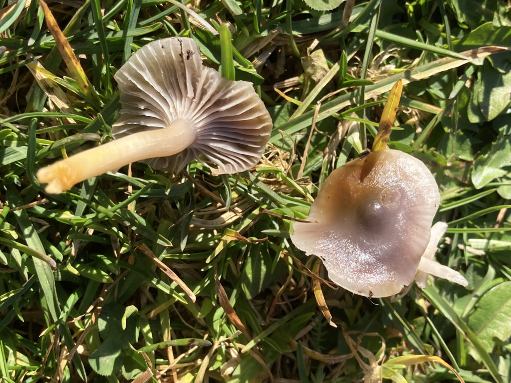 Gliophorus irrigatus